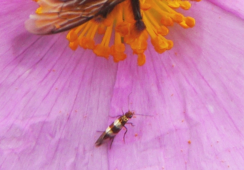 farfalline sui fiori